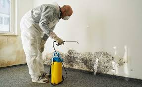 Why You Should Choose Our Mold Remediation Services in Denison, TX