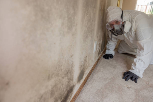 Best Environmental Consulting for Mold Prevention in Denison, TX